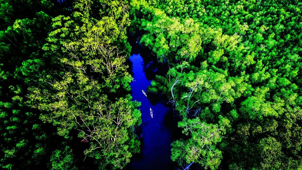 Tour en Kayak por los Manglares de Jaltepeque